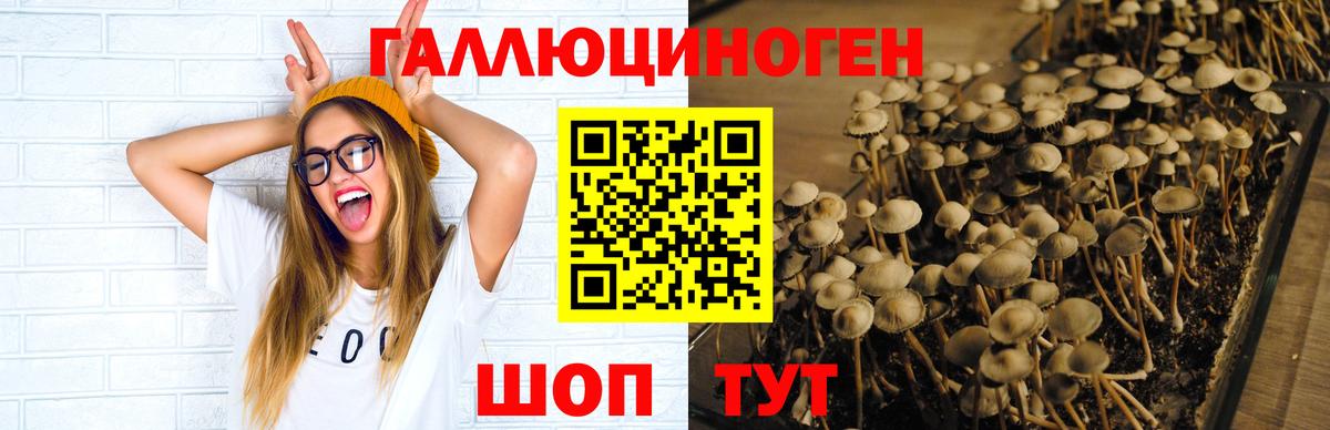 Ессентуки  Псилоцибиновые грибы мицелий  Вход с VPN  Псилоцибиновые грибы Cubensis 